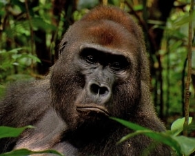 Wild Congo: Guida TV  - TV Sorrisi e Canzoni