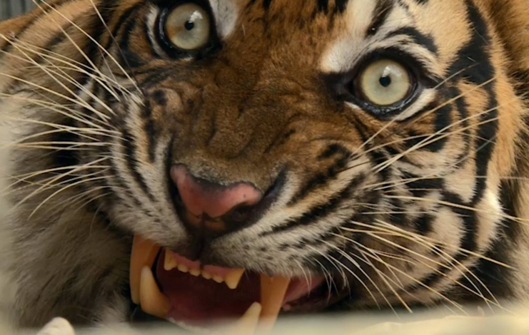 Crescere... Una tigre: Guida TV  - TV Sorrisi e Canzoni