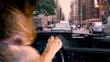 Cool Dog: Guida TV  - TV Sorrisi e Canzoni
