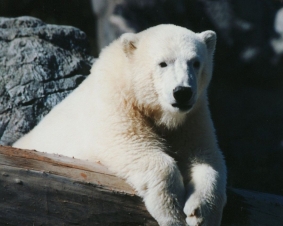 Orso Polare: lotta alla sopravvivenza: Guida TV  - TV Sorrisi e Canzoni