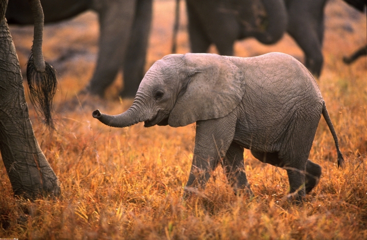 Crescere... Un elefante: Guida TV  - TV Sorrisi e Canzoni
