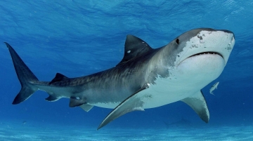 Shark - Un Cacciatore In Via D'Estinzione: Guida TV  - TV Sorrisi e Canzoni