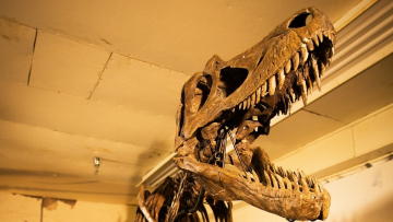 Dinosauri: duello mortale: Guida TV  - TV Sorrisi e Canzoni