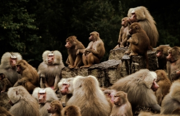 Meraviglie della natura: Guida TV  - TV Sorrisi e Canzoni