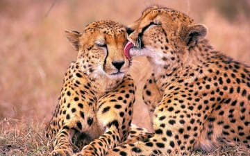 World Wild Web: Guida TV  - TV Sorrisi e Canzoni