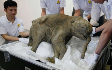 Baby mammut: Guida TV  - TV Sorrisi e Canzoni