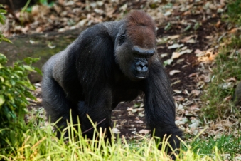 Mystery Gorilla: Guida TV  - TV Sorrisi e Canzoni