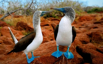 Galapagos selvagge: Guida TV  - TV Sorrisi e Canzoni