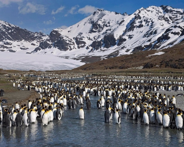 Planet Earth "I Diari" - Dietro le quinte: Guida TV  - TV Sorrisi e Canzoni