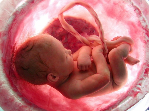 Womb: Guida TV  - TV Sorrisi e Canzoni