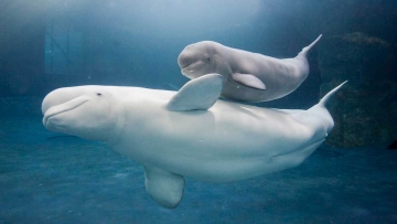 SOS Baby Beluga: Guida TV  - TV Sorrisi e Canzoni