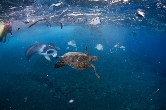 La morte degli oceani?: Guida TV  - TV Sorrisi e Canzoni