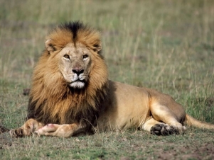 Il Libro Della Savana: Guida TV  - TV Sorrisi e Canzoni