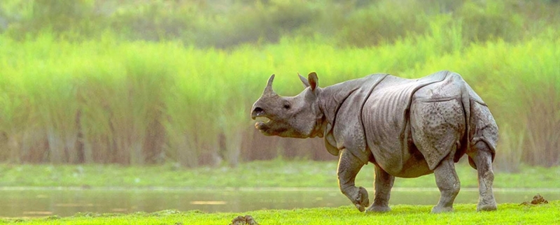 Planet Earth "I Diari" - Dietro le quinte: Guida TV  - TV Sorrisi e Canzoni