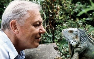 David Attenborough: curiosi di natura: Guida TV  - TV Sorrisi e Canzoni