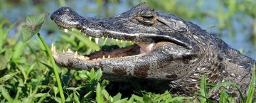Manaus Giungla Urbana: Guida TV  - TV Sorrisi e Canzoni