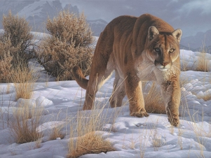 Puma: ritorno a Jackson Hole: Guida TV  - TV Sorrisi e Canzoni