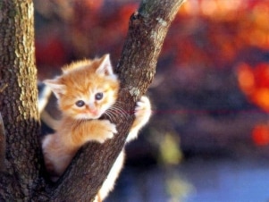 Il mio gatto è in cima all'albero!: Guida TV  - TV Sorrisi e Canzoni