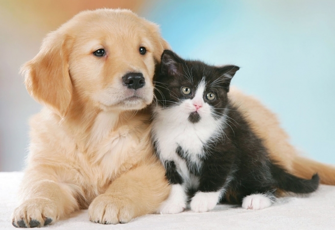 Cani e gatti: lotta senza fine: Guida TV  - TV Sorrisi e Canzoni