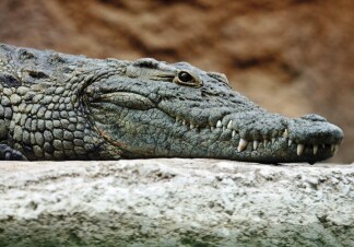 L'oro dei coccodrilli: Guida TV  - TV Sorrisi e Canzoni