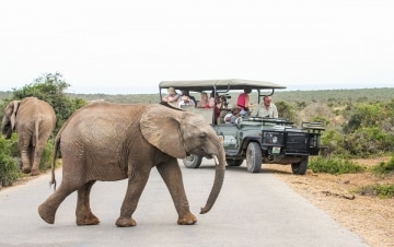 D Teens - Worth Seeing Addo Elephant Park - South Africa: Guida TV  - TV Sorrisi e Canzoni