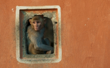 Planet Earth II - Le Meraviglie Della Natura: Guida TV  - TV Sorrisi e Canzoni