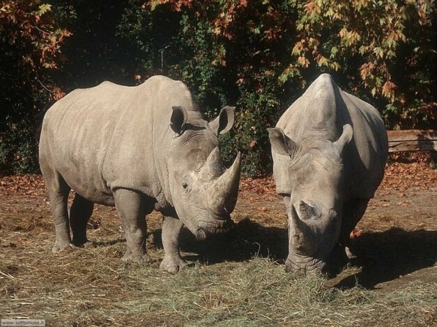 SOS rinoceronti: Guida TV  - TV Sorrisi e Canzoni