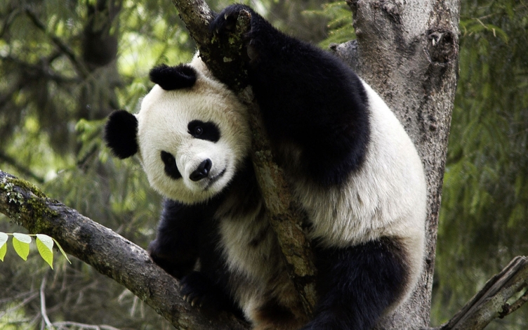 Panda 3D: Guida TV  - TV Sorrisi e Canzoni
