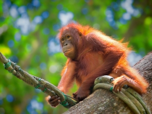 Un paradiso chiamato Borneo: Guida TV  - TV Sorrisi e Canzoni