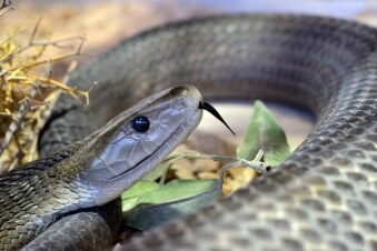 I serpenti più pericolosi: Guida TV  - TV Sorrisi e Canzoni