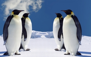 Il mondo dei pinguini: Guida TV  - TV Sorrisi e Canzoni