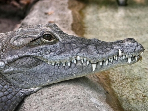 Crab Island: il regno dei coccodrilli: Guida TV  - TV Sorrisi e Canzoni