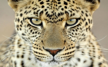 Il Libro Della Savana: Guida TV  - TV Sorrisi e Canzoni