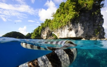 Palau: la perla del Pacifico: Guida TV  - TV Sorrisi e Canzoni