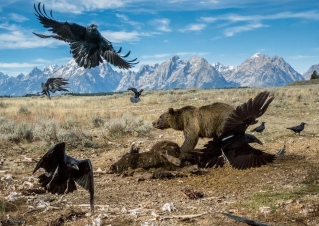 I predatori dello Yellowstone: Guida TV  - TV Sorrisi e Canzoni