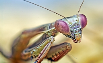 Insect Wars: Guida TV  - TV Sorrisi e Canzoni