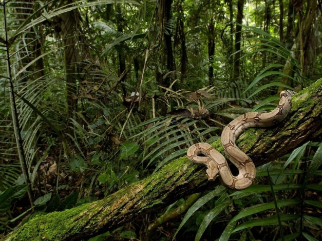 Snakes In The City: Guida TV  - TV Sorrisi e Canzoni