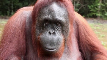 Orangutan: l'ultimo regno: Guida TV  - TV Sorrisi e Canzoni