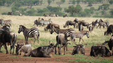 Il Libro Della Savana: Guida TV  - TV Sorrisi e Canzoni