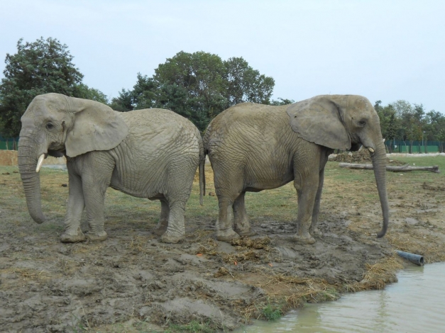 Nella mente dell'elefante: Guida TV  - TV Sorrisi e Canzoni