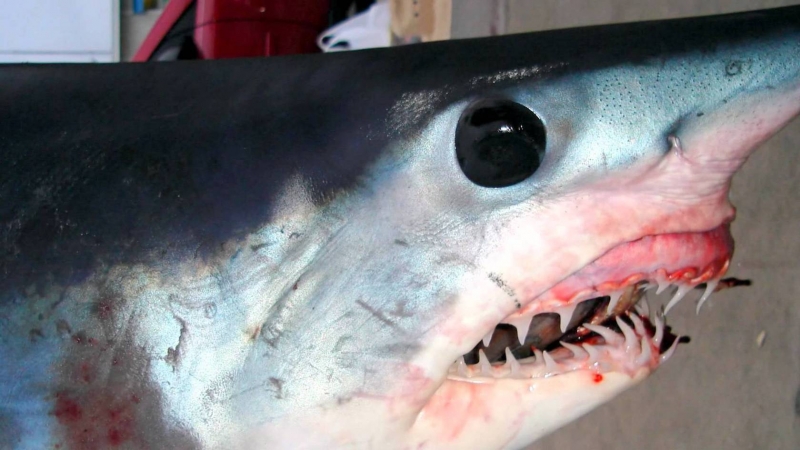 Monster mako: il ritorno: Guida TV  - TV Sorrisi e Canzoni