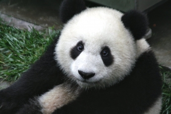 La riserva dei panda giganti: Guida TV  - TV Sorrisi e Canzoni