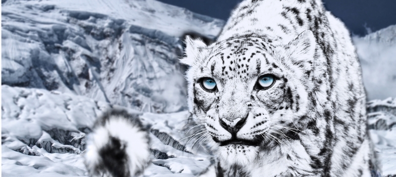 Planet Earth II: Guida TV  - TV Sorrisi e Canzoni