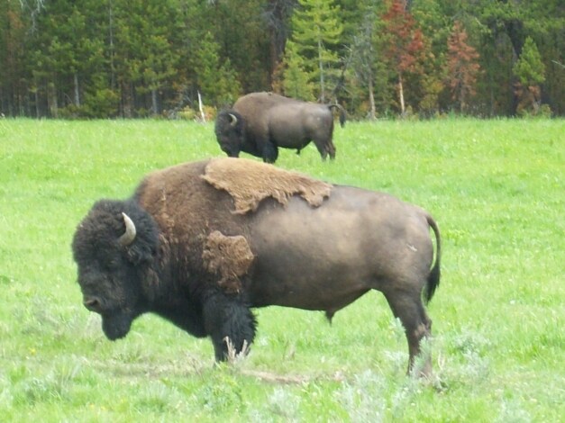 I bisonti di Yellowstone: Guida TV  - TV Sorrisi e Canzoni