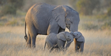 Le grandi migrazioni della natura: Guida TV  - TV Sorrisi e Canzoni