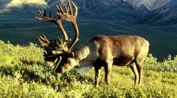 Le grandi migrazioni della natura: Guida TV  - TV Sorrisi e Canzoni