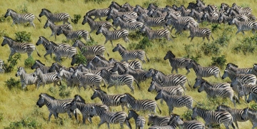 Le grandi migrazioni della natura: Guida TV  - TV Sorrisi e Canzoni