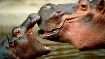 Animal Mums: Guida TV  - TV Sorrisi e Canzoni