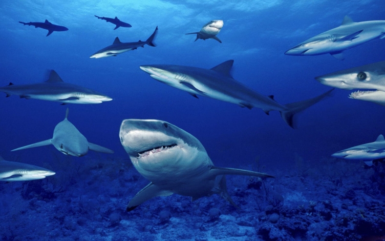 Gli squali dell'isola perduta: Guida TV  - TV Sorrisi e Canzoni