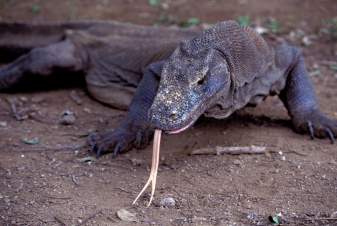 Venom Islands: le isole della morte: Guida TV  - TV Sorrisi e Canzoni